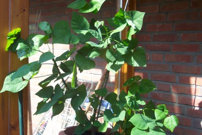 korallenbaum 001.jpg
