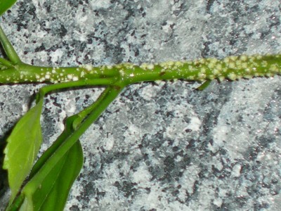 RSCN45650001.JPG