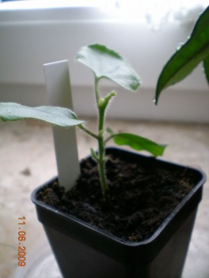 DSCN45630001.JPG