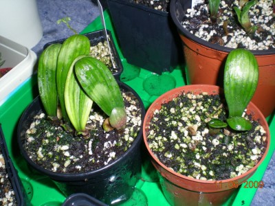DSCN45600001.JPG
