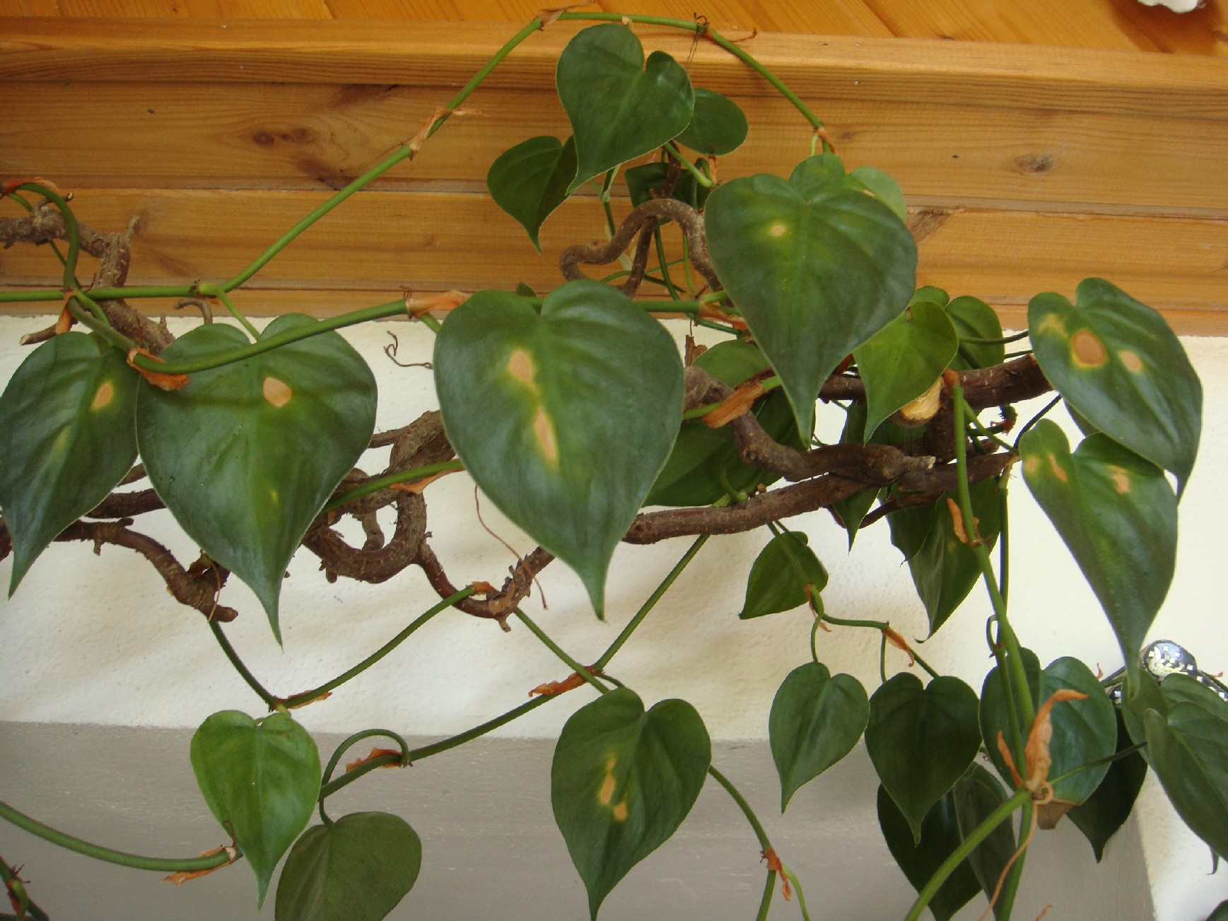 kaktus opuntia humifusa Opuntia humifusa – Interior Foliage Design main image 1