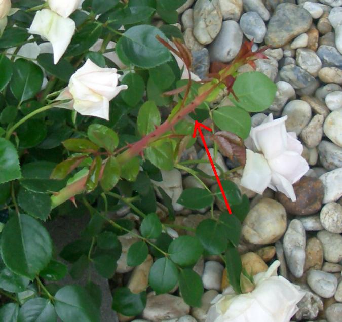 Wilde Triebe an einer Rose abschneiden ?! · Pflegen & Schneiden & Veredeln  · GREEN24 Pflanzen & Garten Forum