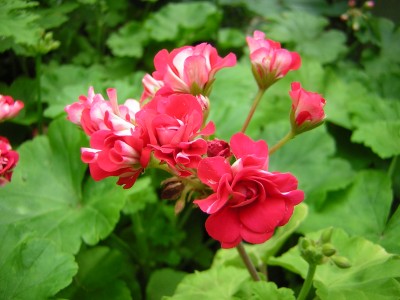 Pel. Red Rumbler Rosenpelargonie.JPG