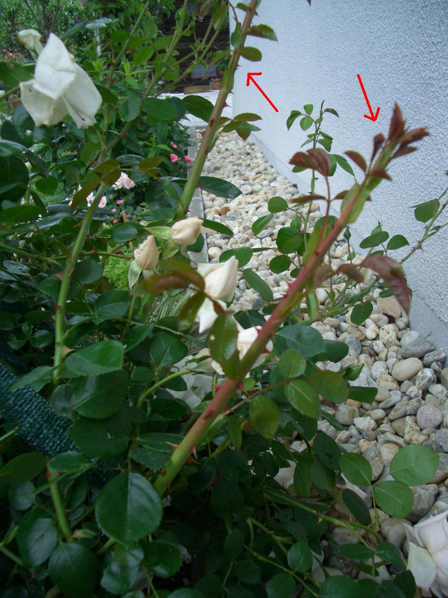 Wilde Triebe an einer Rose abschneiden ?! · Pflegen & Schneiden & Veredeln  · GREEN24 Pflanzen & Garten Forum