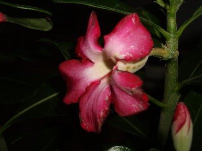 Adenium Obesum 3.JPG