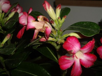 Adenium Obesum 2.JPG