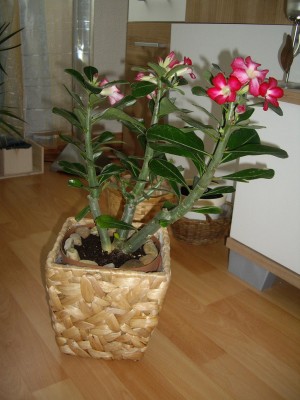 Adenium Obesum.JPG