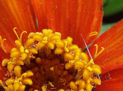 zinnia 'profusion orange'.jpg