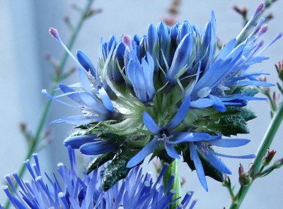 11.06.2009 jasione.jpg