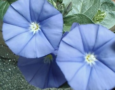 Convolvulus sabatius.JPG