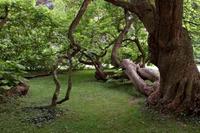 Baum 2 greenseek.jpg