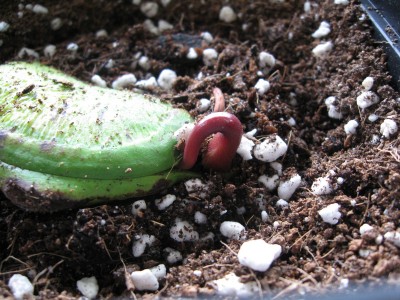 Mein erster Mangokeim.jpg