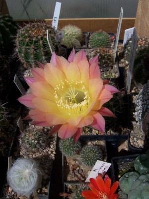 100_4855.JPG