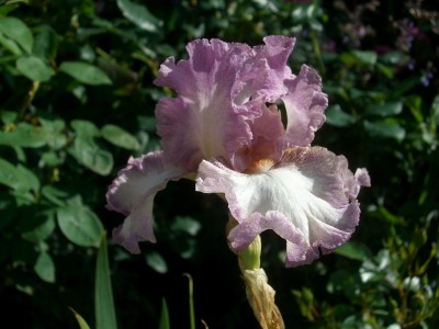 garten10.jpg
