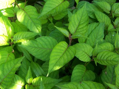 100_8117.jpg