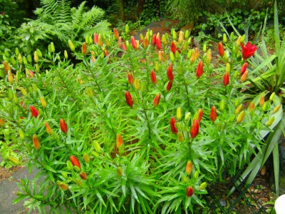 lilien.jpg