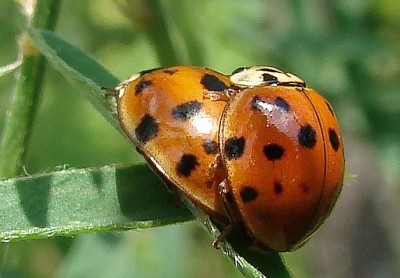 13.06.2009 na was wohl.jpg