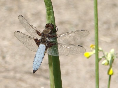 13.06.2009 plattbauch.jpg