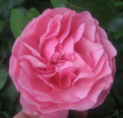 Leonardo da vinci.JPG