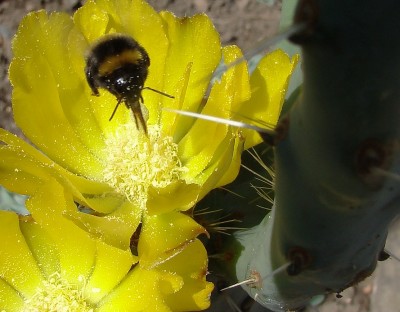 13.06.2009 hummelchen.jpg