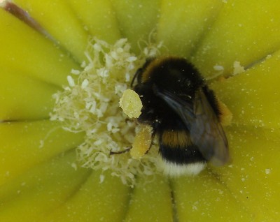 13.06.2009 fleissige hummel.jpg
