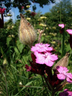 13.06.2009 214-1.jpg