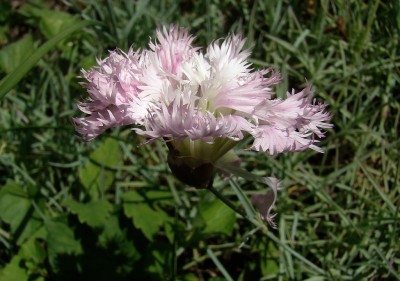 13.06.2009 491-1.jpg