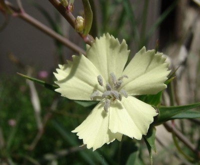 13.06.2009 dianthus knappii.jpg