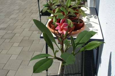 Plumeria 09.JPG