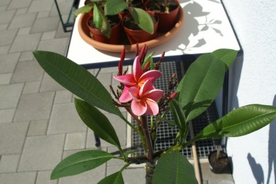 Plumeria 08.JPG