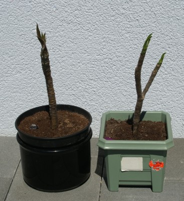 Plumeria 03.JPG