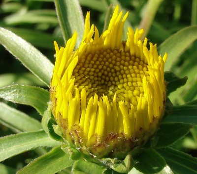 13.06.2009 noch nicht ganz.jpg