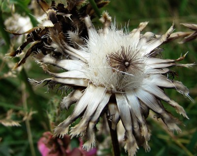 13.06.2009 schön vernlüht.jpg