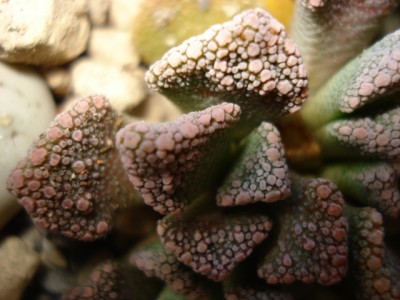 Titanopsis Blatt.jpg