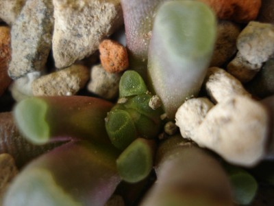 Frithia hamilis arbeitet an ihrer ersten Blüte.jpg