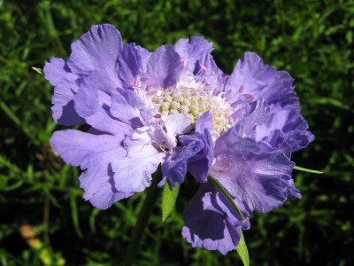 13.06.2009 lange blüte.jpg