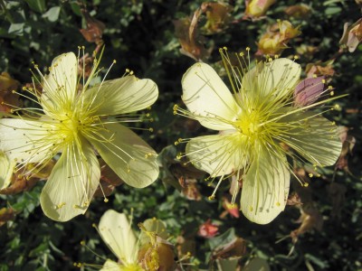 13.06.2009 hypericum.jpg