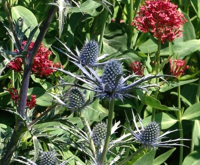 13.06.2009 eryngium.jpg
