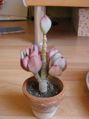 Bild 265_600x800.jpg