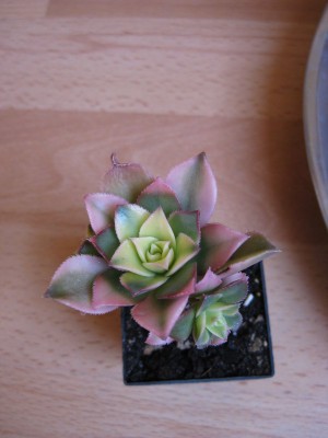 Bild 261_600x800.jpg