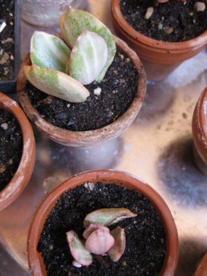 Bild 268_600x800.jpg