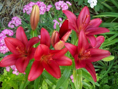 Lilien rot.jpg