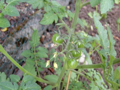 Tomätchen 27.05.07.JPG