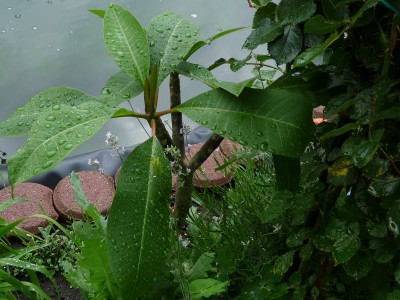 P1030154.JPG