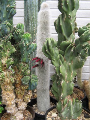 IMG_1646 Cleistocactus wendlandiorum.jpg