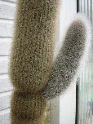 IMG_1644 Cleistocactus wendlandiorum.jpg