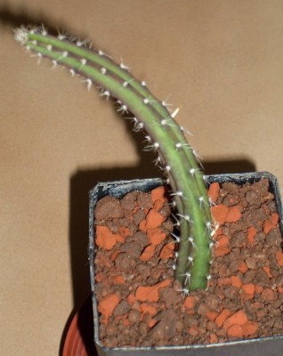 eine kleine Selenicereus grandiflorus.jpg