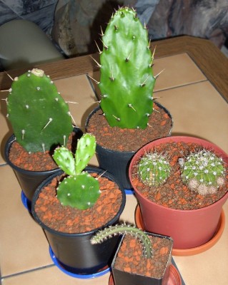 Kakteen von Ritterstern.jpg