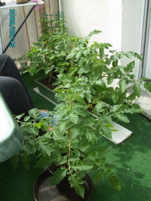 PICT0285.JPG