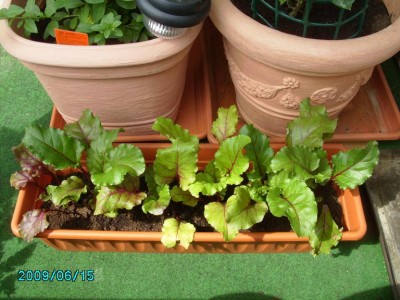 PICT0286.JPG